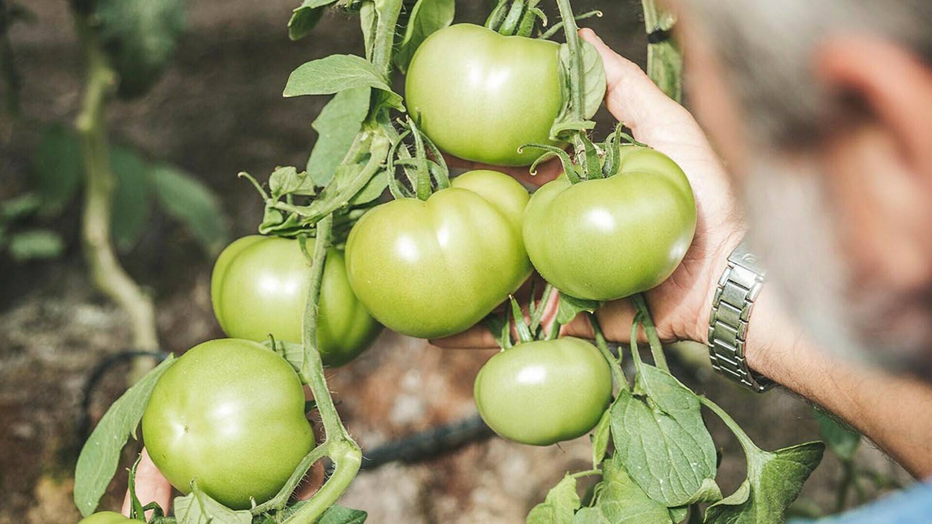 aumento-produccion-projar-fertirriego|aumento-produccion-projar-fertirriego